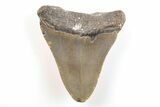 Bargain, Fossil Megalodon Tooth - North Carolina #200663-1
